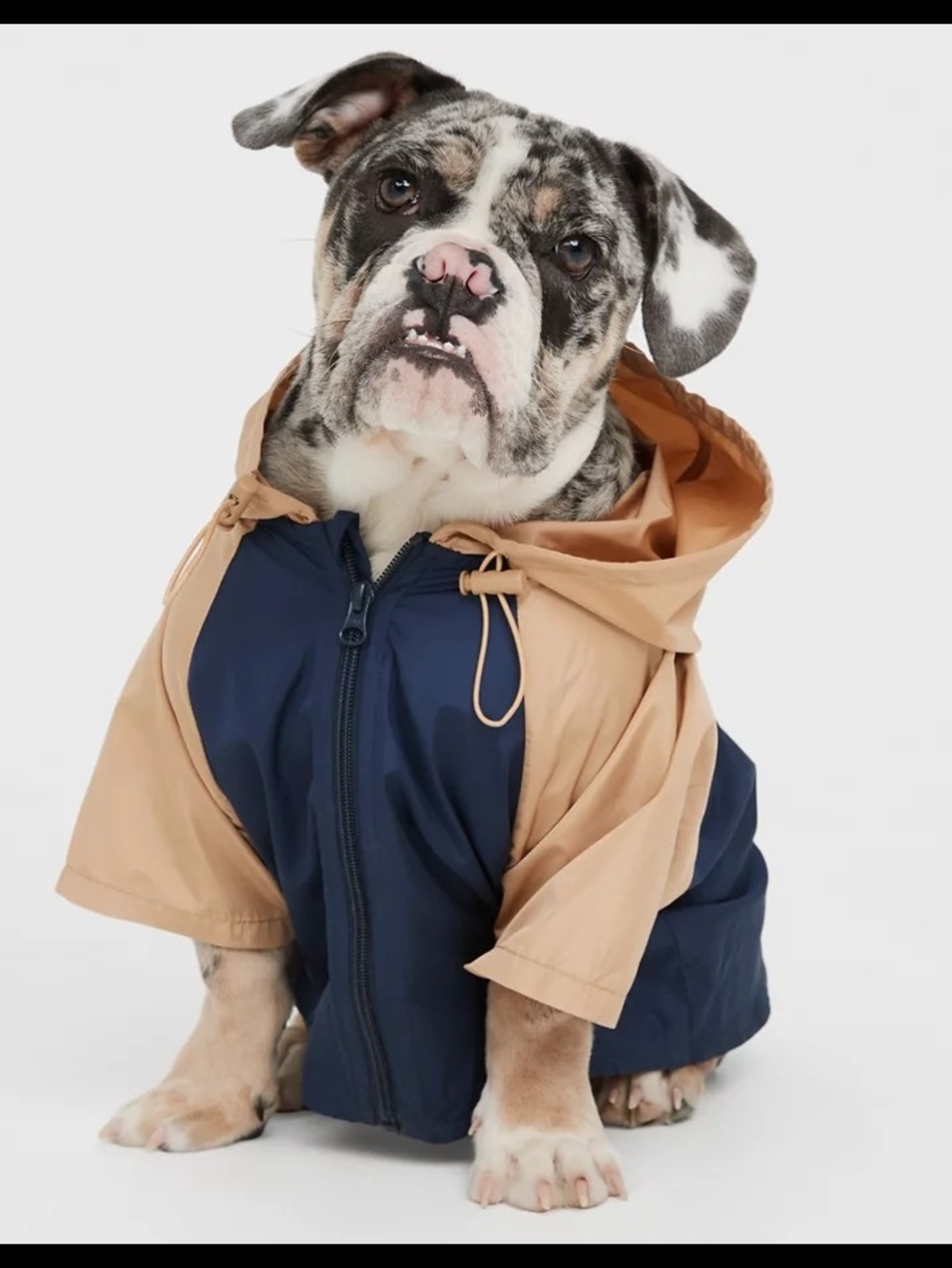 Off Leash By Aerie Navy & Tan Windbreaker Dog Coat with Hood